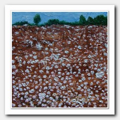 Louisiana cotton field # 3
