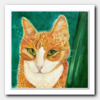 Cat Orange. Cat Portrait