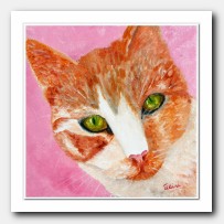 Looking, portrait of cat Orange