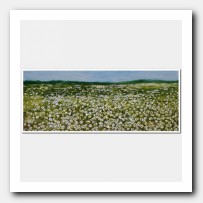 Cotton field # 14022. Louisiana