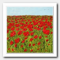 Field of red Poppies. Georgetown, Texas