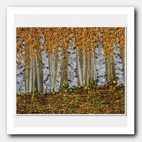 A view of Aspens