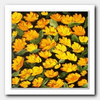 Multitude, yellow Poppies