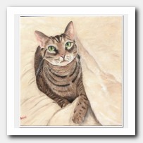 Murrie's portrait. Pet Cat portrait