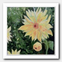 Yellow Dahlia