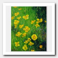 California Poppies 2