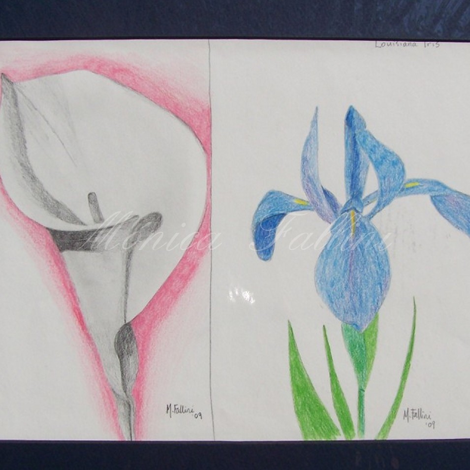 Painting titled 'Calla Lilies Study III and Iris I' by Monica Fallini
