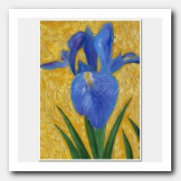 Iris flower